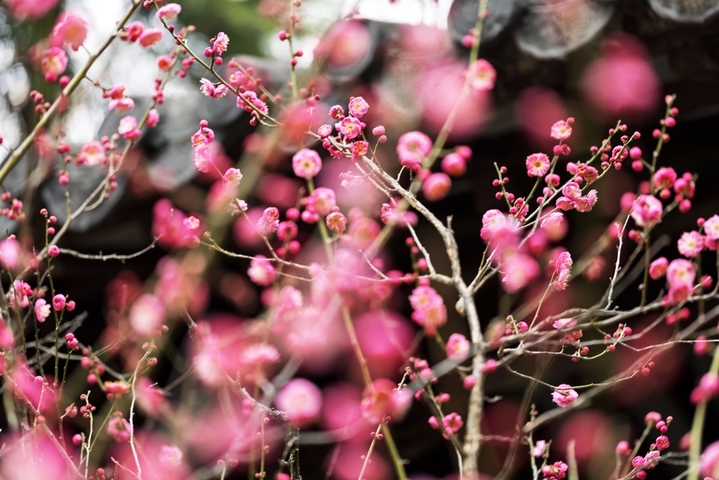 2026年1月18日，南京市，雨花台风景区的梅花与古建相映成趣。当日是四九第二天，数九寒天，南京雨花台风景区里的梅花绽放，与周边的古建相映成趣。IC photo