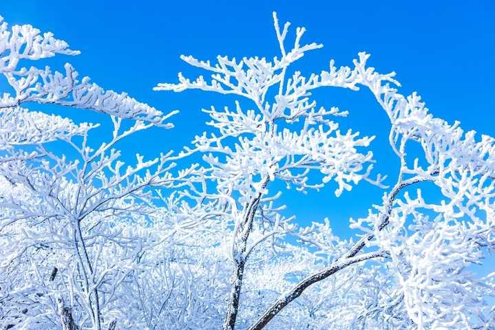 2026年1月21日，杭州临安百丈岭山顶迎来绝美雾凇奇观，枝头凝霜似玉，晶莹剔透，远山近树皆披银装，在湛蓝天空映衬下宛如冰雪童话世界。