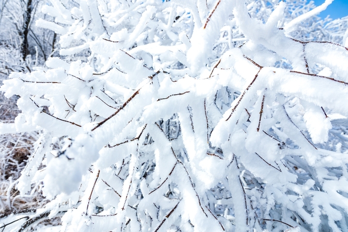 2026年1月21日，杭州临安百丈岭山顶迎来绝美雾凇奇观，枝头凝霜似玉，晶莹剔透，远山近树皆披银装，在湛蓝天空映衬下宛如冰雪童话世界。