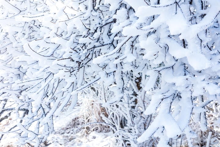 2026年1月21日，杭州临安百丈岭山顶迎来绝美雾凇奇观，枝头凝霜似玉，晶莹剔透，远山近树皆披银装，在湛蓝天空映衬下宛如冰雪童话世界。