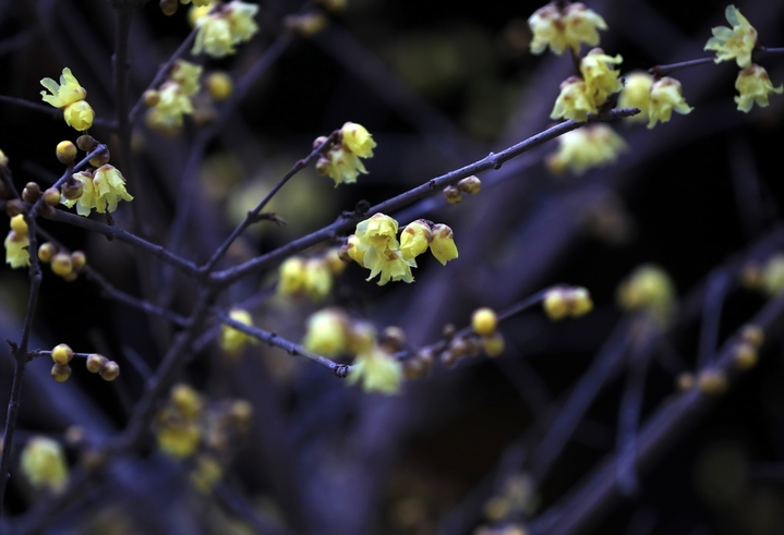 2026年1月22日，大寒时节，江苏省淮安市古典园林清晏园蜡梅绽放，深黄的花瓣缀满枝头，似碎金点点，散发阵阵幽香，在青砖黛瓦的映衬下更显雅致。数九寒冬，淮安各大景区内蜡梅陆续盛开，朵朵鹅黄色的小花矗立枝头，暗香袭人。