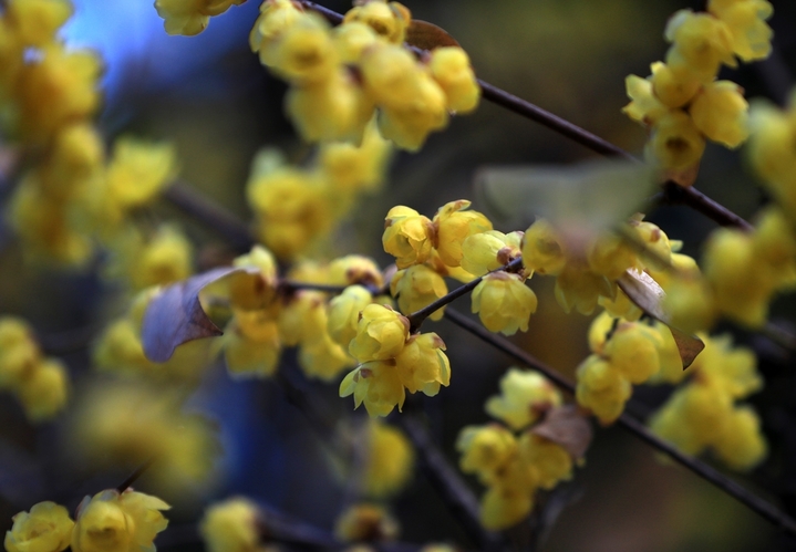 2026年1月22日，大寒时节，江苏省淮安市古典园林清晏园蜡梅绽放，深黄的花瓣缀满枝头，似碎金点点，散发阵阵幽香，在青砖黛瓦的映衬下更显雅致。数九寒冬，淮安各大景区内蜡梅陆续盛开，朵朵鹅黄色的小花矗立枝头，暗香袭人。
