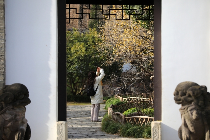 2026年1月22日，大寒时节，江苏省淮安市古典园林清晏园蜡梅绽放，深黄的花瓣缀满枝头，似碎金点点，散发阵阵幽香，在青砖黛瓦的映衬下更显雅致。数九寒冬，淮安各大景区内蜡梅陆续盛开，朵朵鹅黄色的小花矗立枝头，暗香袭人。