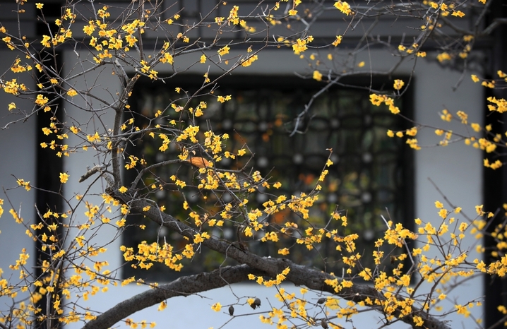 2026年1月22日，大寒时节，江苏省淮安市古典园林清晏园蜡梅绽放，深黄的花瓣缀满枝头，似碎金点点，散发阵阵幽香，在青砖黛瓦的映衬下更显雅致。数九寒冬，淮安各大景区内蜡梅陆续盛开，朵朵鹅黄色的小花矗立枝头，暗香袭人。来源：周长国/IC photo