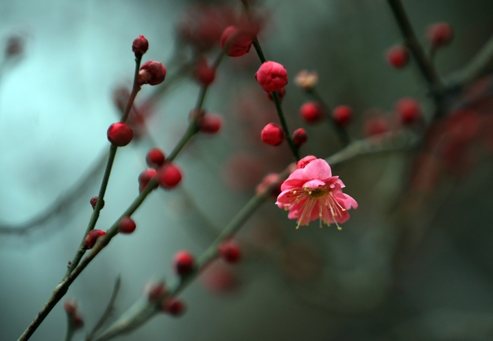 近日，大寒节气过后，江苏省淮安市大运河畔梅花有的星星点点含苞待放，有的悄然绽放吐蕊，展露出艳丽的“笑颜”，为冬日增添了一道幽香雅致的风景。