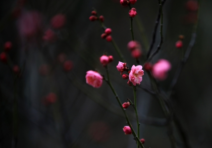 近日，大寒节气过后，江苏省淮安市大运河畔梅花有的星星点点含苞待放，有的悄然绽放吐蕊，展露出艳丽的“笑颜”，为冬日增添了一道幽香雅致的风景。