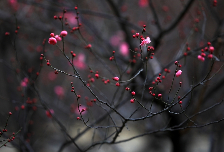 近日，大寒节气过后，江苏省淮安市大运河畔梅花有的星星点点含苞待放，有的悄然绽放吐蕊，展露出艳丽的“笑颜”，为冬日增添了一道幽香雅致的风景。