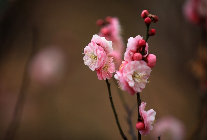 近日，大寒节气过后，江苏省淮安市大运河畔梅花有的星星点点含苞待放，有的悄然绽放吐蕊，展露出艳丽的“笑颜”，为冬日增添了一道幽香雅致的风景。来源：周长国/IC photo