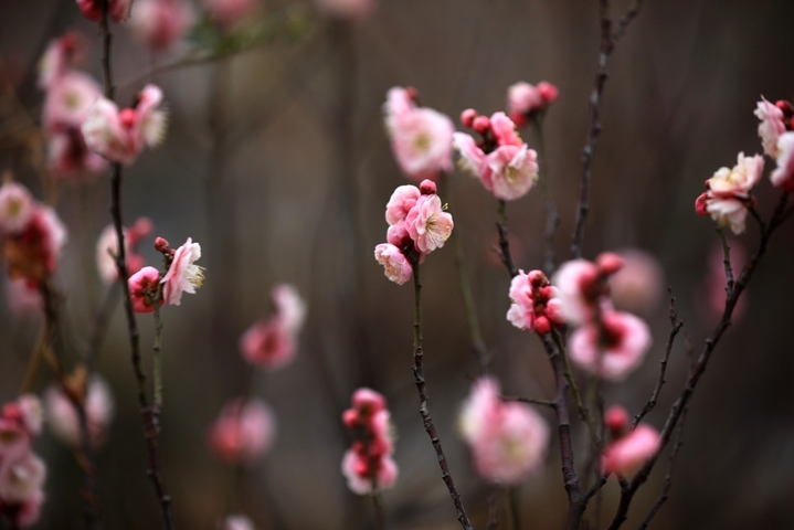近日，大寒节气过后，江苏省淮安市大运河畔梅花有的星星点点含苞待放，有的悄然绽放吐蕊，展露出艳丽的“笑颜”，为冬日增添了一道幽香雅致的风景。
