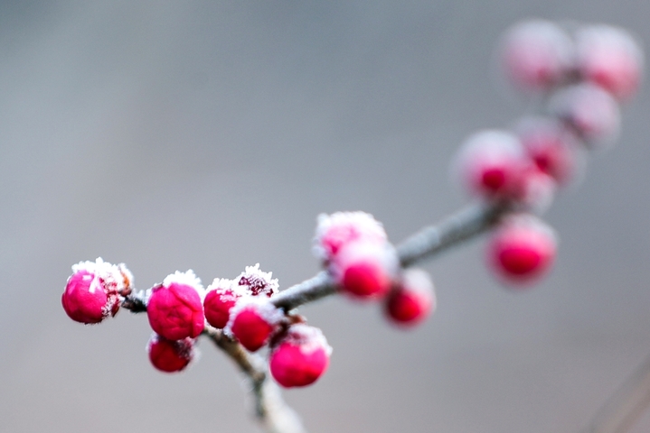 2026年1月23日，江苏扬州瘦西湖风景区腊梅到了最佳观赏期，数株腊梅傲霜绽放，疏影横斜、满园幽香，成为严冬中一道亮丽的风景。