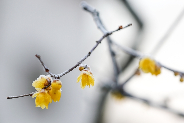2026年1月23日，江苏扬州瘦西湖风景区腊梅到了最佳观赏期，数株腊梅傲霜绽放，疏影横斜、满园幽香，成为严冬中一道亮丽的风景。