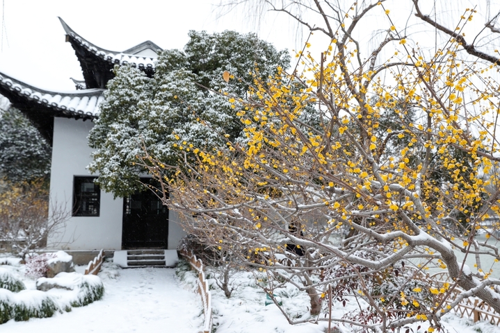 2026年1月23日，江苏扬州瘦西湖风景区腊梅到了最佳观赏期，数株腊梅傲霜绽放，疏影横斜、满园幽香，成为严冬中一道亮丽的风景。