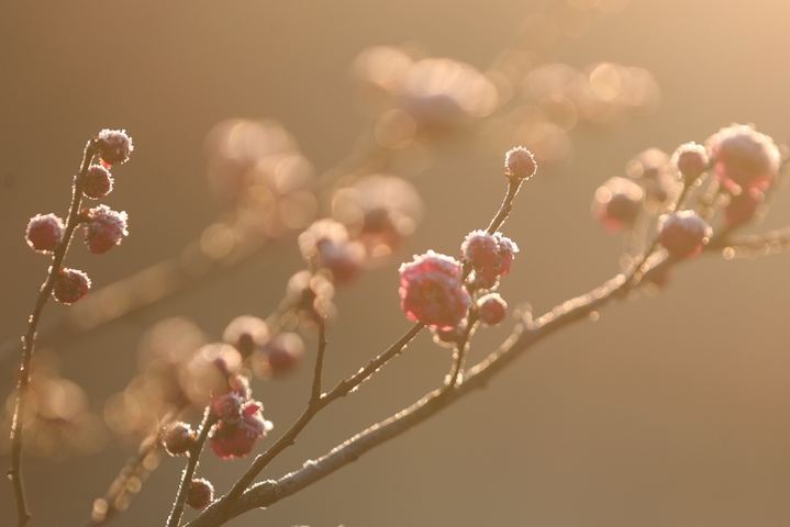 近日，江苏扬州瘦西湖风景区腊梅到了最佳观赏期，数株腊梅傲霜绽放，疏影横斜、满园幽香，成为严冬中一道亮丽的风景。来源：IC photo