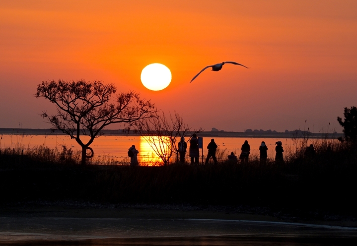 2026年1月28日，山东省荣成市，大天鹅自然保护区成山天鹅湖畔，大天鹅在晨曦朝霞中浪漫飞舞，在冰面上引颈高歌，构成一幅和谐美好的生态画卷。临近春节，各地游客在“中国大天鹅之乡”山东荣成大天鹅国家级自然保护区守护在天鹅湖，观赏和拍摄大天鹅生态美景，给寒冷的冬季带来了勃勃生机，呈现人与自然和谐相依相恋的美好画卷。