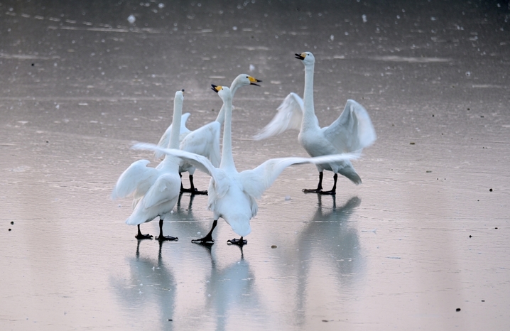 2026年1月28日，山东省荣成市，大天鹅自然保护区成山天鹅湖畔，大天鹅在晨曦朝霞中浪漫飞舞，在冰面上引颈高歌，构成一幅和谐美好的生态画卷。临近春节，各地游客在“中国大天鹅之乡”山东荣成大天鹅国家级自然保护区守护在天鹅湖，观赏和拍摄大天鹅生态美景，给寒冷的冬季带来了勃勃生机，呈现人与自然和谐相依相恋的美好画卷。