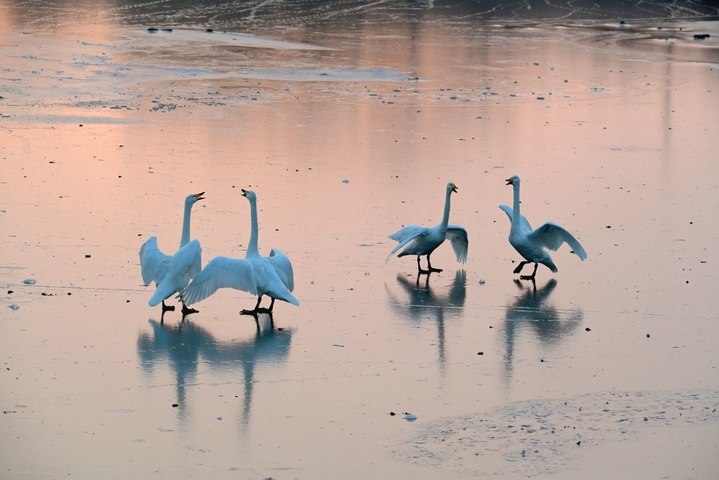2026年1月28日，山东省荣成市，大天鹅自然保护区成山天鹅湖畔，大天鹅在晨曦朝霞中浪漫飞舞，在冰面上引颈高歌，构成一幅和谐美好的生态画卷。临近春节，各地游客在“中国大天鹅之乡”山东荣成大天鹅国家级自然保护区守护在天鹅湖，观赏和拍摄大天鹅生态美景，给寒冷的冬季带来了勃勃生机，呈现人与自然和谐相依相恋的美好画卷。