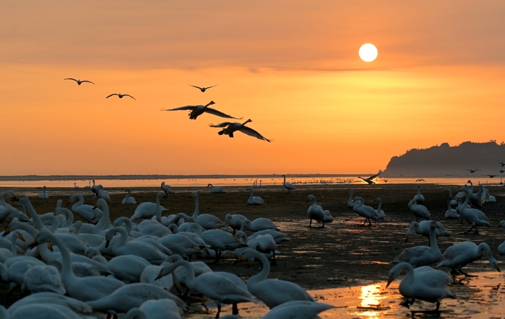 2026年1月28日，山东省荣成市，大天鹅自然保护区成山天鹅湖畔，大天鹅在晨曦朝霞中浪漫飞舞，在冰面上引颈高歌，构成一幅和谐美好的生态画卷。临近春节，各地游客在“中国大天鹅之乡”山东荣成大天鹅国家级自然保护区守护在天鹅湖，观赏和拍摄大天鹅生态美景，给寒冷的冬季带来了勃勃生机，呈现人与自然和谐相依相恋的美好画卷。