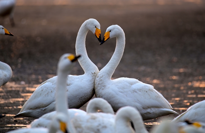 2026年1月28日，山东省荣成市，大天鹅自然保护区成山天鹅湖畔，大天鹅在晨曦朝霞中浪漫飞舞，在冰面上引颈高歌，构成一幅和谐美好的生态画卷。临近春节，各地游客在“中国大天鹅之乡”山东荣成大天鹅国家级自然保护区守护在天鹅湖，观赏和拍摄大天鹅生态美景，给寒冷的冬季带来了勃勃生机，呈现人与自然和谐相依相恋的美好画卷。来源：IC photo
