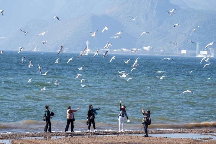 2026年1月29日，在云南省玉溪市抚仙湖沙滩，众多游客在赏景游玩。抚仙湖位于云南省玉溪市澄江市、江川区、华宁县三县间，面积达212平方公里，为云南省第三大湖，是云南省第一深水湖泊，也是中国最大的深水型淡水湖泊。何华文/IC photo

