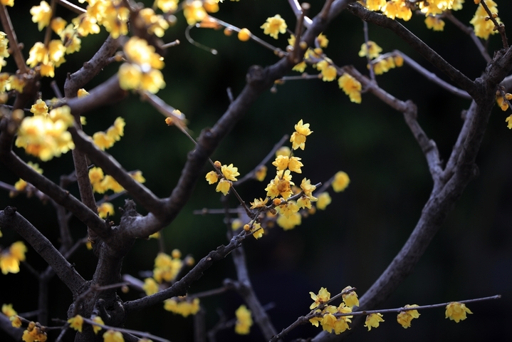 近日，立春时节风和日暖、万物生长，江苏省淮安市百年园林清晏园的蜡梅进入最佳观赏期，嫩黄的花朵映照园林建筑，别有一番韵味。