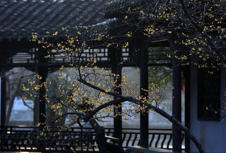 近日，立春时节风和日暖、万物生长，江苏省淮安市百年园林清晏园的蜡梅进入最佳观赏期，嫩黄的花朵映照园林建筑，别有一番韵味。