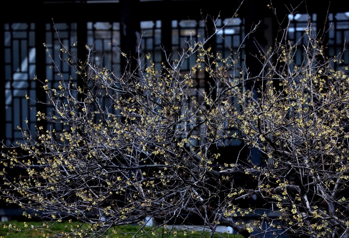 近日，立春时节风和日暖、万物生长，江苏省淮安市百年园林清晏园的蜡梅进入最佳观赏期，嫩黄的花朵映照园林建筑，别有一番韵味。