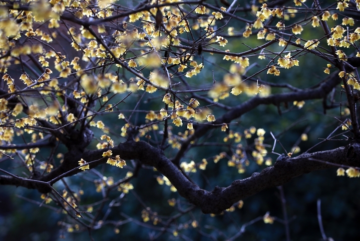 近日，立春时节风和日暖、万物生长，江苏省淮安市百年园林清晏园的蜡梅进入最佳观赏期，嫩黄的花朵映照园林建筑，别有一番韵味。