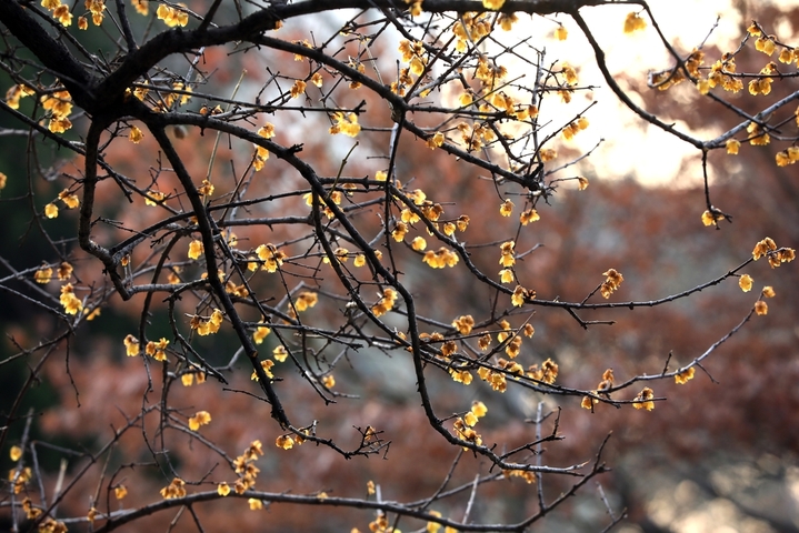 近日，立春时节风和日暖、万物生长，江苏省淮安市百年园林清晏园的蜡梅进入最佳观赏期，嫩黄的花朵映照园林建筑，别有一番韵味。