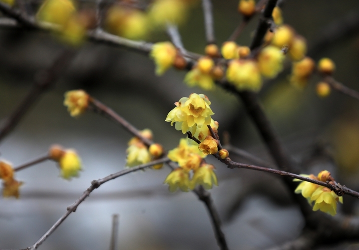 近日，立春时节风和日暖、万物生长，江苏省淮安市百年园林清晏园的蜡梅进入最佳观赏期，嫩黄的花朵映照园林建筑，别有一番韵味。来源：周长国/IC photo


