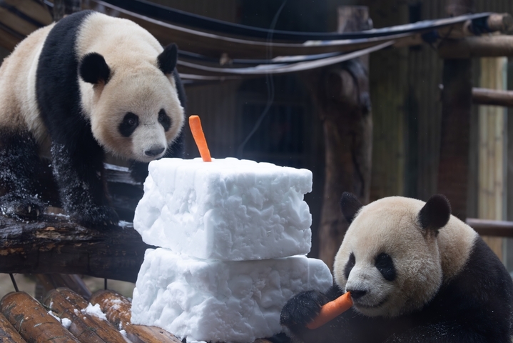2026年2月8日，重庆动物园，大学熊猫吃大餐、玩雪块，憨态可掬。
