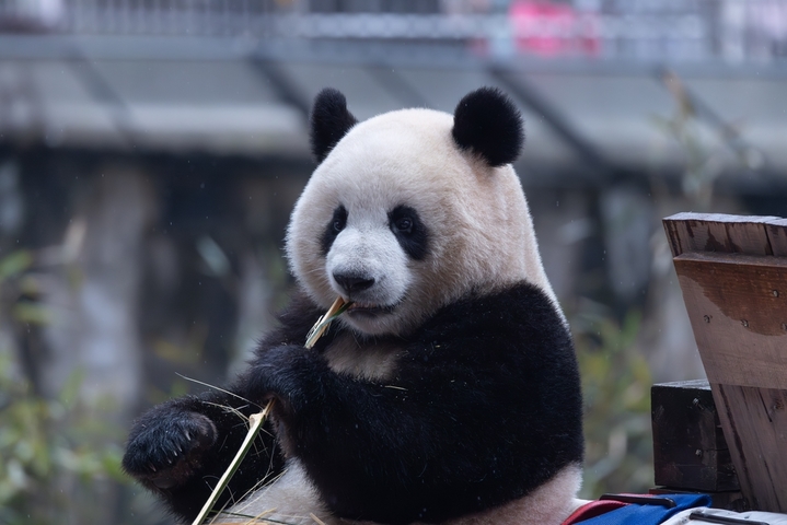 2026年2月8日，重庆动物园，大学熊猫吃大餐、玩雪块，憨态可掬。
