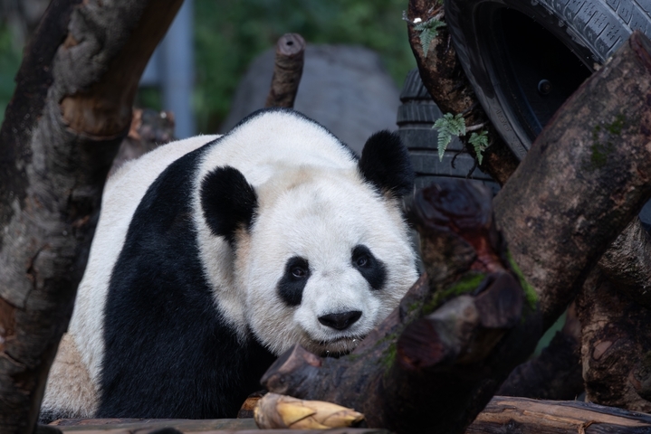 2026年2月8日，重庆动物园，大学熊猫吃大餐、玩雪块，憨态可掬。

