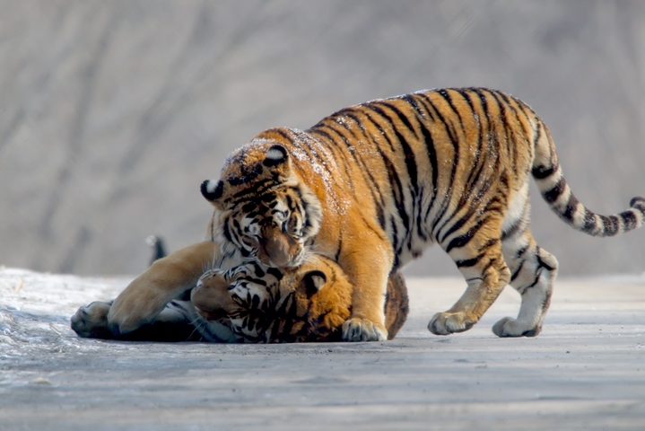 2026年2月11日，牡丹江横道河子东北虎林园，一只东北虎慵懒卧于雪地上，享受着正午阳光，另一只悄然来到玩伴身边，两只东北虎亲昵嬉闹，尽显山林王者的灵动与温情。