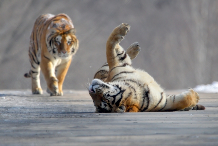 2026年2月11日，牡丹江横道河子东北虎林园，一只东北虎慵懒卧于雪地上，享受着正午阳光，另一只悄然来到玩伴身边，两只东北虎亲昵嬉闹，尽显山林王者的灵动与温情。