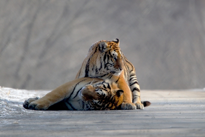 2026年2月11日，牡丹江横道河子东北虎林园，一只东北虎慵懒卧于雪地上，享受着正午阳光，另一只悄然来到玩伴身边，两只东北虎亲昵嬉闹，尽显山林王者的灵动与温情。