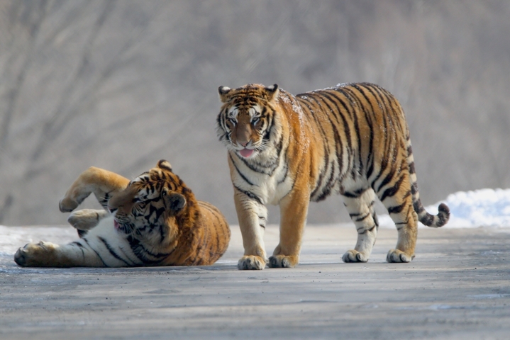 2026年2月11日，牡丹江横道河子东北虎林园，一只东北虎慵懒卧于雪地上，享受着正午阳光，另一只悄然来到玩伴身边，两只东北虎亲昵嬉闹，尽显山林王者的灵动与温情。