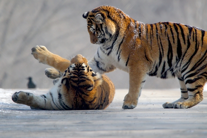 2026年2月11日，牡丹江横道河子东北虎林园，一只东北虎慵懒卧于雪地上，享受着正午阳光，另一只悄然来到玩伴身边，两只东北虎亲昵嬉闹，尽显山林王者的灵动与温情。影像视觉/IC photo
