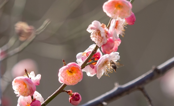 2026年2月12日，山东济南，春节来临之际的济南阳光灿烂春光明媚。趵突泉景区清照园附近，大片红梅和白梅灿烂怒放。 白梅和红梅花开得俏丽而清雅，散发出淡淡的清香，令人感觉心旷神怡、春天的脚步挡不住。
