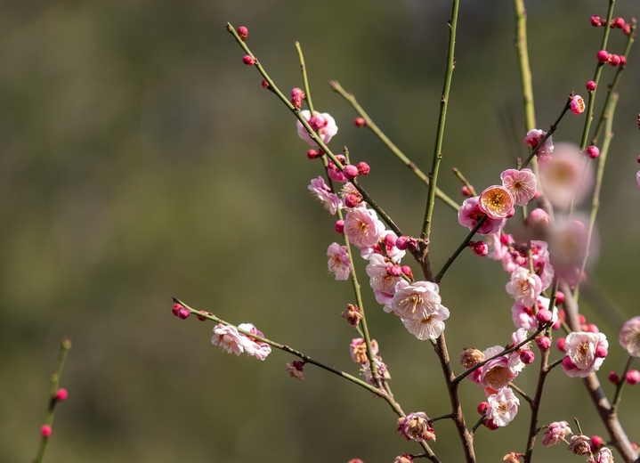 2026年2月12日，山东济南，春节来临之际的济南阳光灿烂春光明媚。趵突泉景区清照园附近，大片红梅和白梅灿烂怒放。 白梅和红梅花开得俏丽而清雅，散发出淡淡的清香，令人感觉心旷神怡、春天的脚步挡不住。

