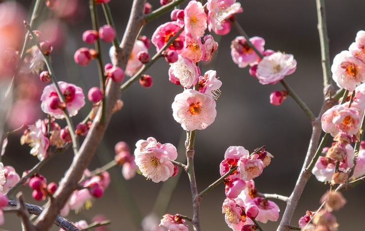 2026年2月12日，山东济南，春节来临之际的济南阳光灿烂春光明媚。趵突泉景区清照园附近，大片红梅和白梅灿烂怒放。 白梅和红梅花开得俏丽而清雅，散发出淡淡的清香，令人感觉心旷神怡、春天的脚步挡不住。
