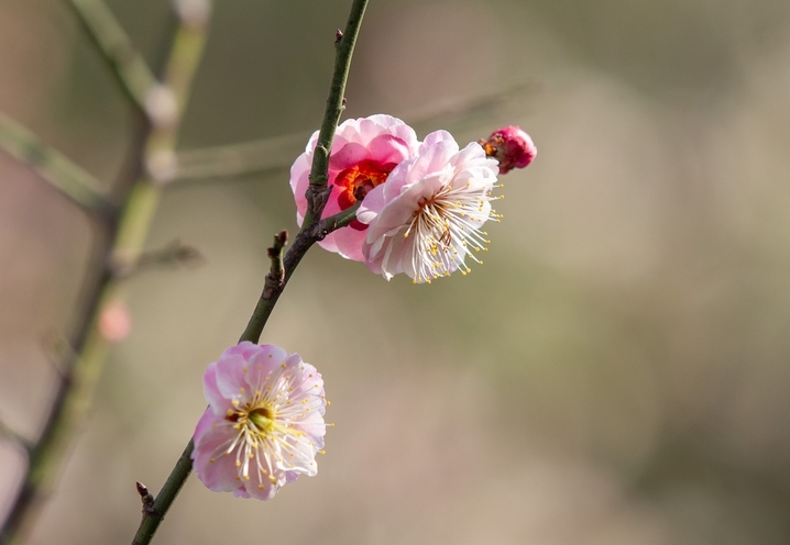 2026年2月12日，山东济南，春节来临之际的济南阳光灿烂春光明媚。趵突泉景区清照园附近，大片红梅和白梅灿烂怒放。 白梅和红梅花开得俏丽而清雅，散发出淡淡的清香，令人感觉心旷神怡、春天的脚步挡不住。
