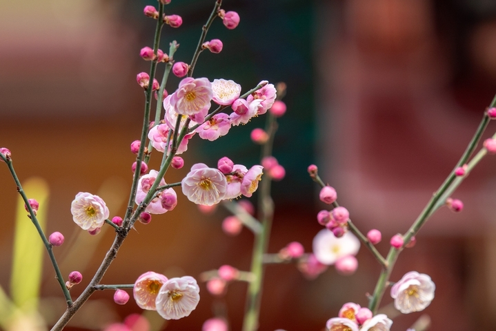 2026年2月12日，山东济南，春节来临之际的济南阳光灿烂春光明媚。趵突泉景区清照园附近，大片红梅和白梅灿烂怒放。 白梅和红梅花开得俏丽而清雅，散发出淡淡的清香，令人感觉心旷神怡、春天的脚步挡不住。
