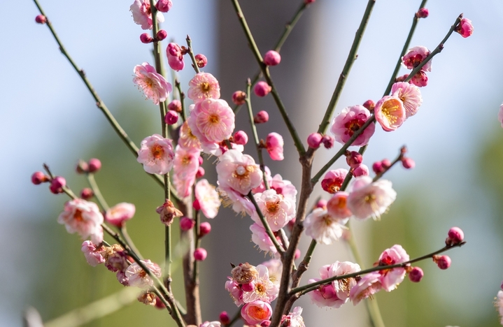 2026年2月12日，山东济南，春节来临之际的济南阳光灿烂春光明媚。趵突泉景区清照园附近，大片红梅和白梅灿烂怒放。 白梅和红梅花开得俏丽而清雅，散发出淡淡的清香，令人感觉心旷神怡、春天的脚步挡不住。IC photo
