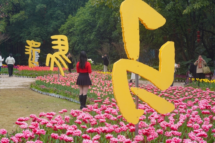 2026年2月14日，广西桂林，临近中国传统春节，在訾洲公园草坪上，郁金香等几十种花陆续绽放，吸引市民游客穿梭在花海中，感受自然山水与花海的艺术融合氛围。据了解，訾洲公园自2011年以来，在每年春节期间都会举办迎春花展，“桂林过年，訾洲看花”逐渐成为当地民众的新年俗。                         
