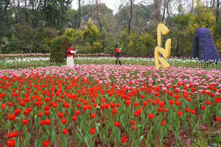 2026年2月14日，广西桂林，临近中国传统春节，在訾洲公园草坪上，郁金香等几十种花陆续绽放，吸引市民游客穿梭在花海中，感受自然山水与花海的艺术融合氛围。据了解，訾洲公园自2011年以来，在每年春节期间都会举办迎春花展，“桂林过年，訾洲看花”逐渐成为当地民众的新年俗。                         
