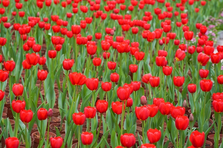 2026年2月14日，广西桂林，临近中国传统春节，在訾洲公园草坪上，郁金香等几十种花陆续绽放，吸引市民游客穿梭在花海中，感受自然山水与花海的艺术融合氛围。据了解，訾洲公园自2011年以来，在每年春节期间都会举办迎春花展，“桂林过年，訾洲看花”逐渐成为当地民众的新年俗。                         
