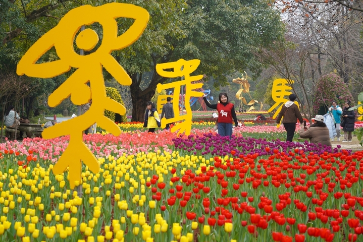 2026年2月14日，广西桂林，临近中国传统春节，在訾洲公园草坪上，郁金香等几十种花陆续绽放，吸引市民游客穿梭在花海中，感受自然山水与花海的艺术融合氛围。据了解，訾洲公园自2011年以来，在每年春节期间都会举办迎春花展，“桂林过年，訾洲看花”逐渐成为当地民众的新年俗。唐广东/IC photo                         
