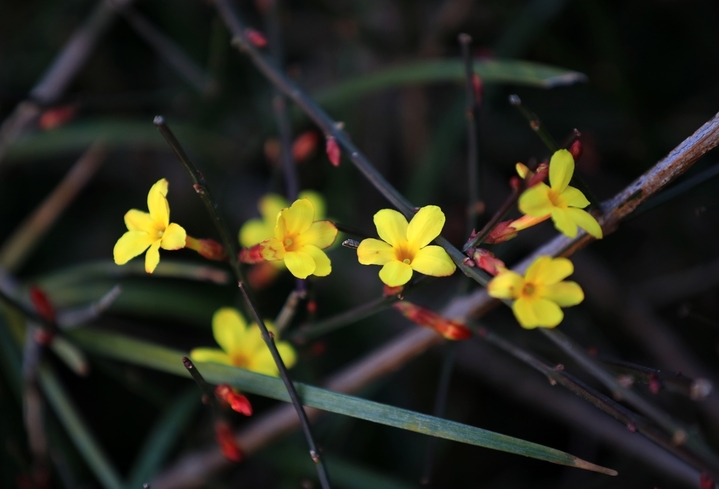 2026年2月14日，江苏淮安，雨水节气临近，古典园林清晏园簇簇迎春花张开了黄色小喇叭，吹响了春天的号角。