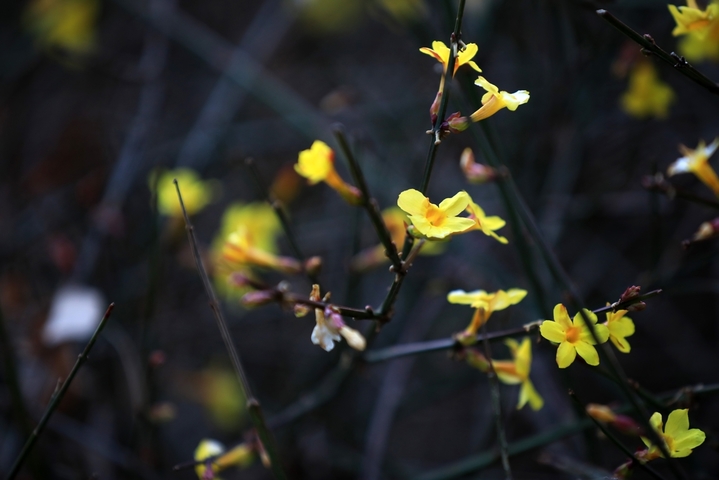 2026年2月14日，江苏淮安，雨水节气临近，古典园林清晏园簇簇迎春花张开了黄色小喇叭，吹响了春天的号角。