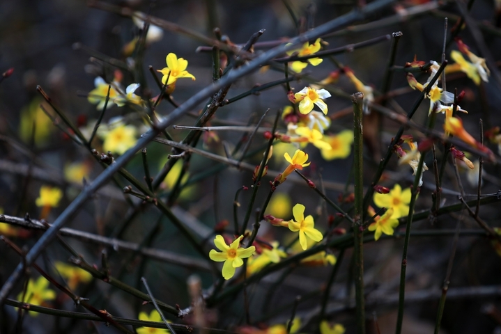 2026年2月14日，江苏淮安，雨水节气临近，古典园林清晏园簇簇迎春花张开了黄色小喇叭，吹响了春天的号角。